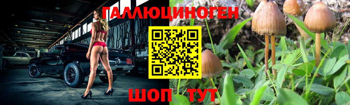 Псилоцибиновые грибы Psilocybe Владивосток